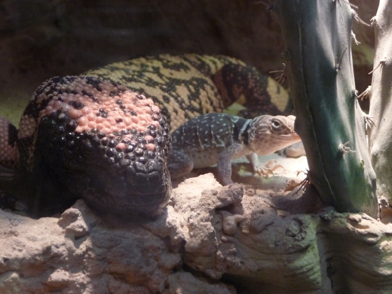 Gila Monster (3).JPG